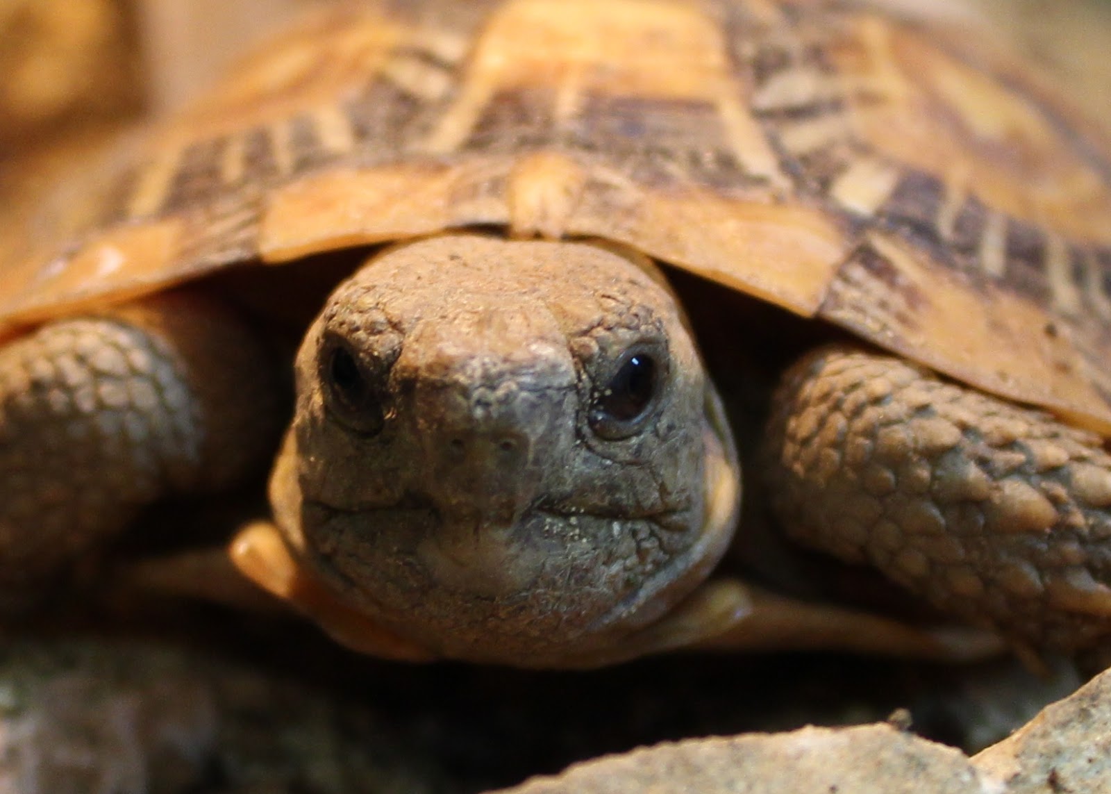 How to Care For Your Pancake Tortoise Evolution Reptiles