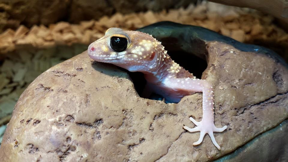 Australian Barking Gecko Nephrurus milii Evolution Reptiles