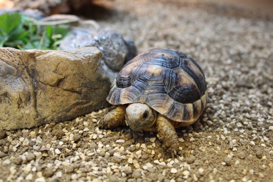 Staff Training Tortoise Feeding Evolution Reptiles Read Now