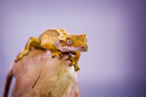 Crested Gecko