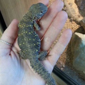 Uromastyx geyri - North African Uromastyx