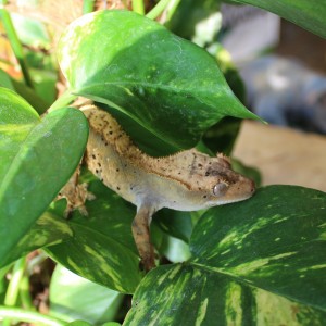 Crested Gecko for sale - Correlophus cilliatus