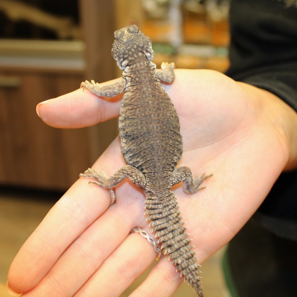 North African Uromastyx - Uromastyx acanthinura nigriventris