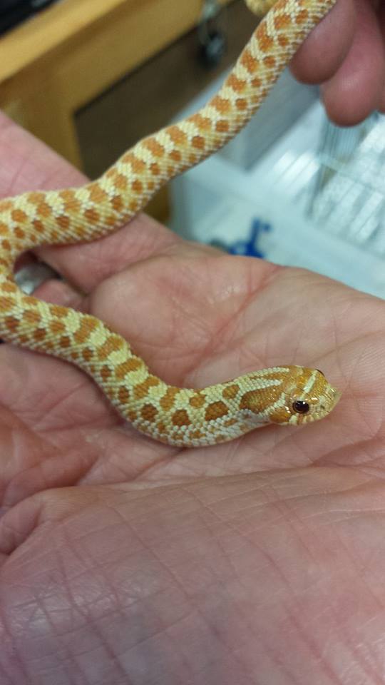 Toffee Belly Western Hognose Heterodon nasicus Evolution Reptiles