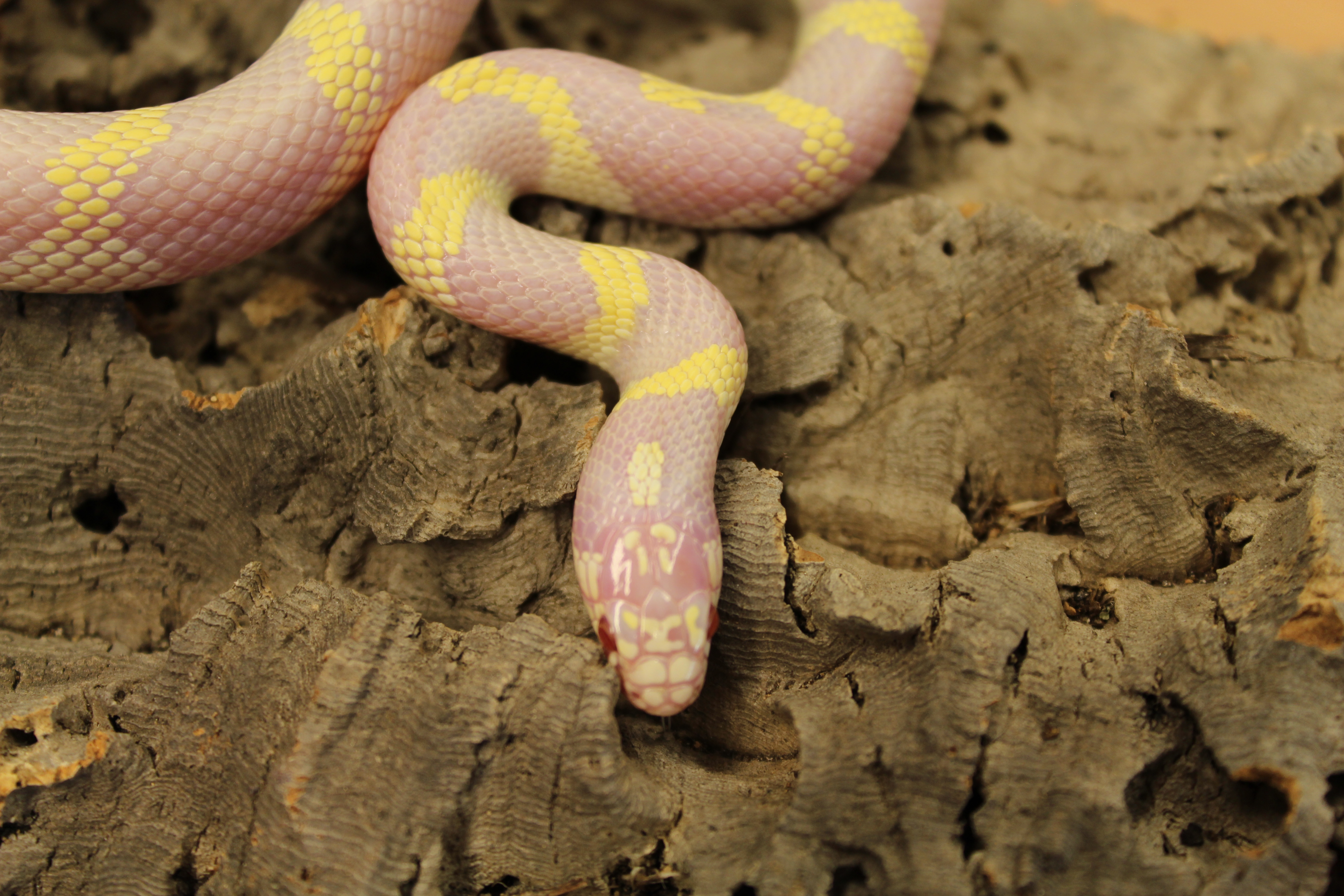 kingsnake com photo gallery snakes albino snake.