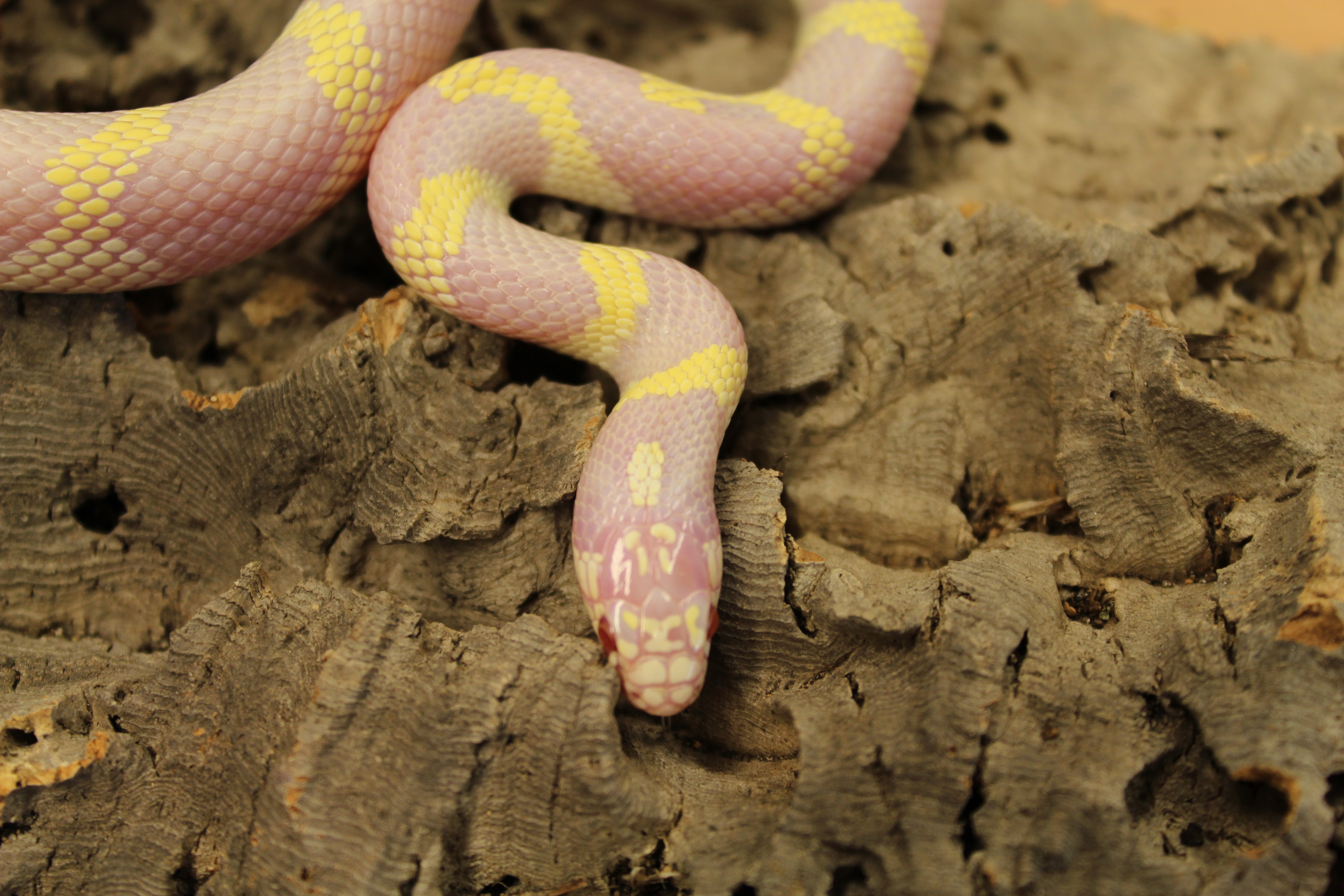 sinoloan king snake escape sinoloan king snake escape