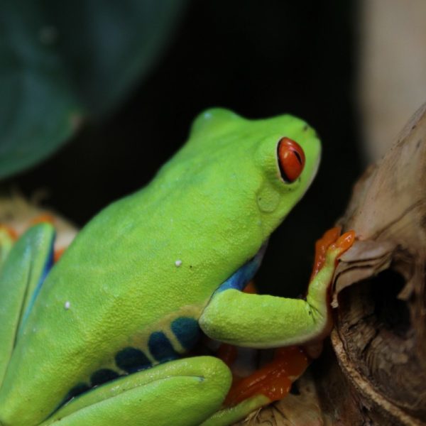 Red Eyed Tree Frogs - Agalychnis callidryas