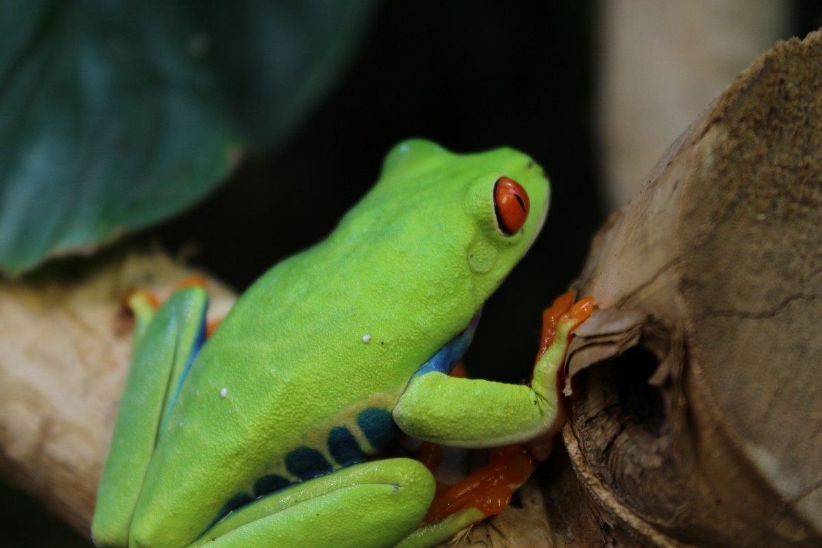 Red Eyed Tree Frogs - Agalychnis callidryas