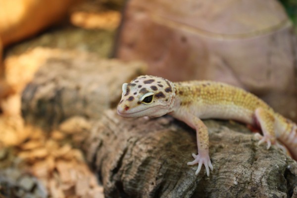 Leopard Gecko - Eublepharis macularius