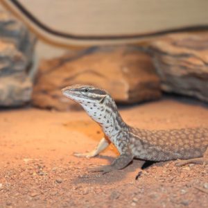 Spiny Tailed Monitor (Ackie) - Varanus acanthurus