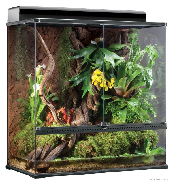 Chameleon Terrarium Set Up Evolution Reptiles