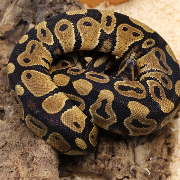 Royal Python - Python regius - Evolution Reptiles