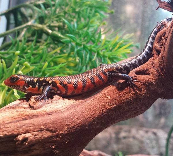 Fire Skink - Lepidothyris fernandi