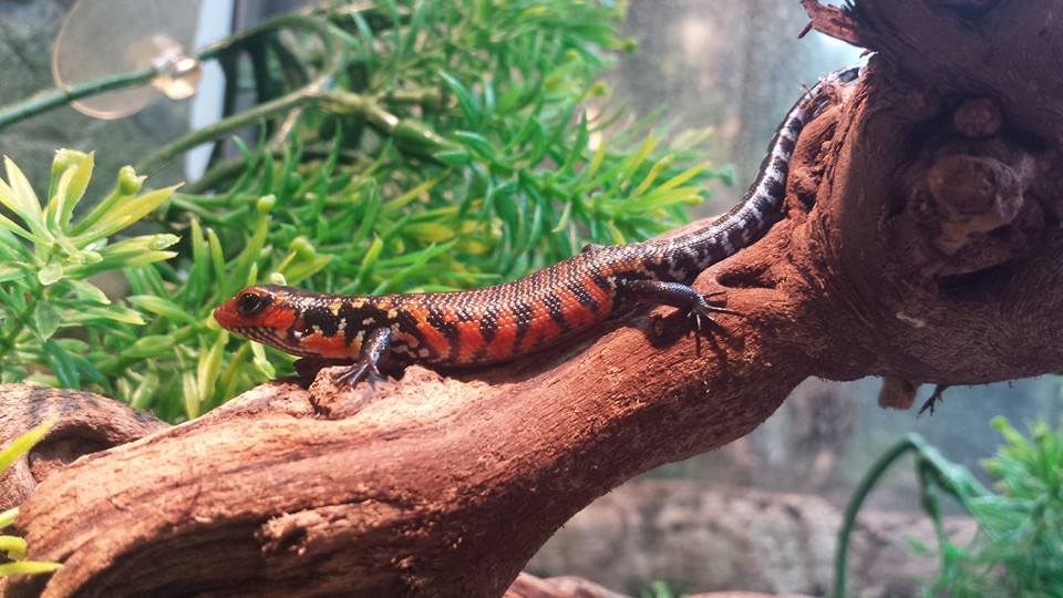 Fire Skink - Lepidothyris fernandi