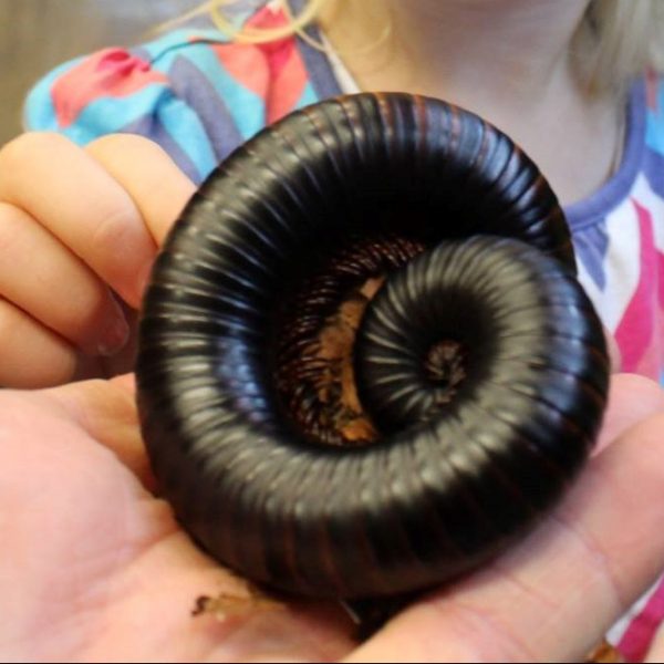 African Train Millipedes - Archispirostreptus gigas