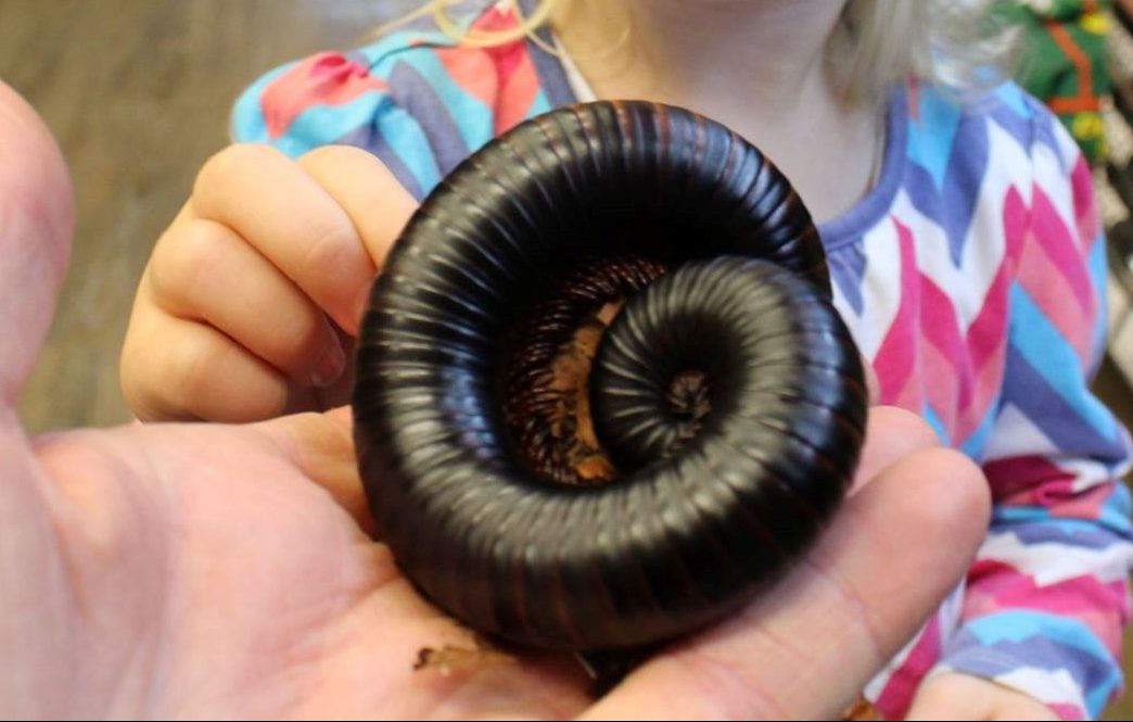 African Train Millipedes - Archispirostreptus gigas