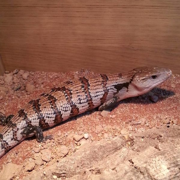 Blue Tongue Skink - Tiliqua gigas