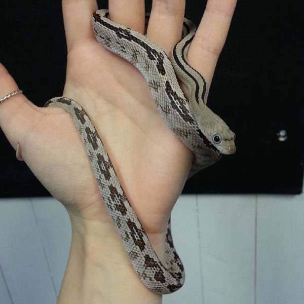 Trans Pecos Rat Snake - Bogertophis subocularis