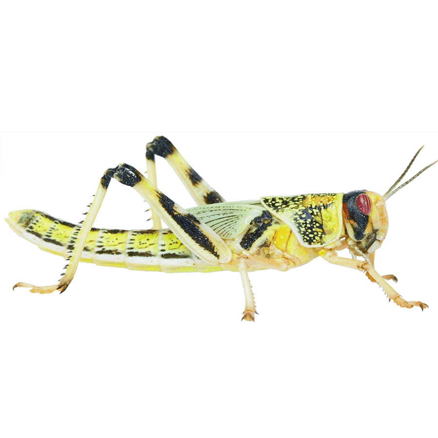 Locust - Medium