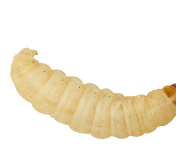 Wax Worms