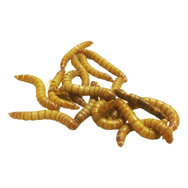 Mealworms