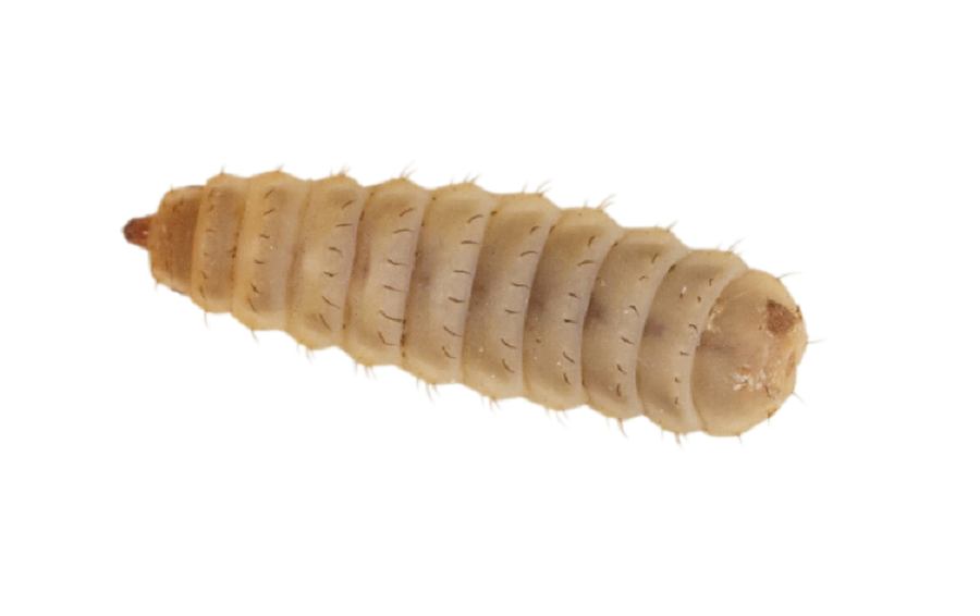 Calci Worms - Large - Subscription