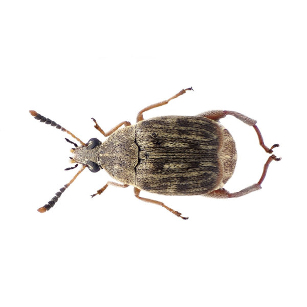 Bean Weevils