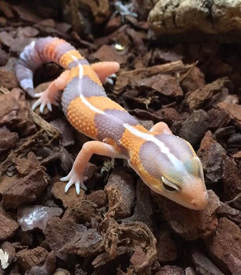 Tangerine Albino African Fat Tailed Gecko Hemitheconyx caudicinctus