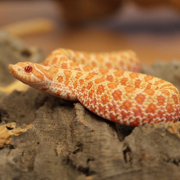 Albino Western Hognose - Heterodon nasicus