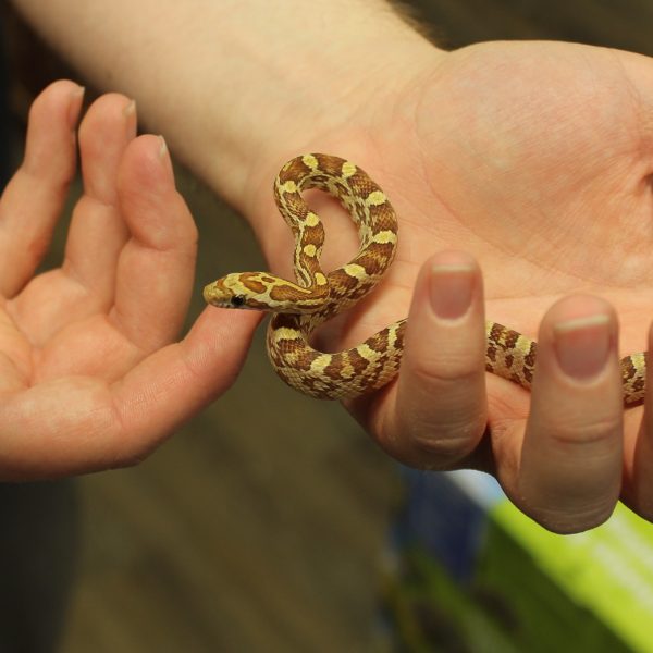 Amber-Corn-Snake-e1478011746861-1