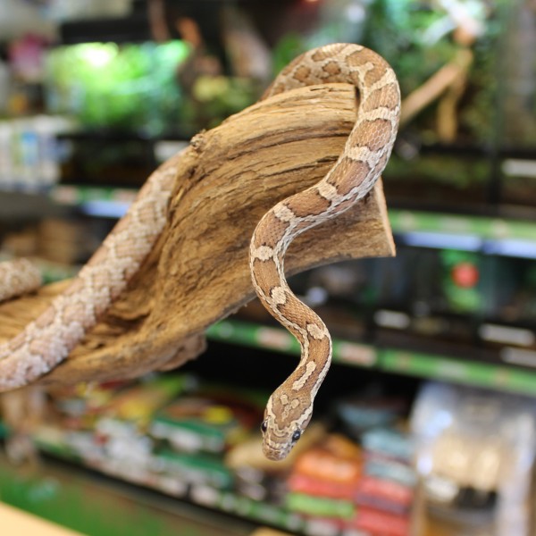 Anerythristic-Corn-Snake-e1457817821685-1