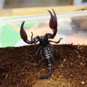 Asian-forest-scorpion-Heterometrus-spinifer-1-e1467383425937-1