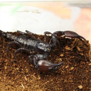 Asian-forest-scorpion-Heterometrus-spinifer-e1467383401840-1