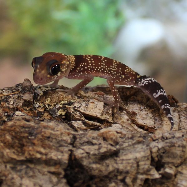 Australian-Barking-Gecko-1