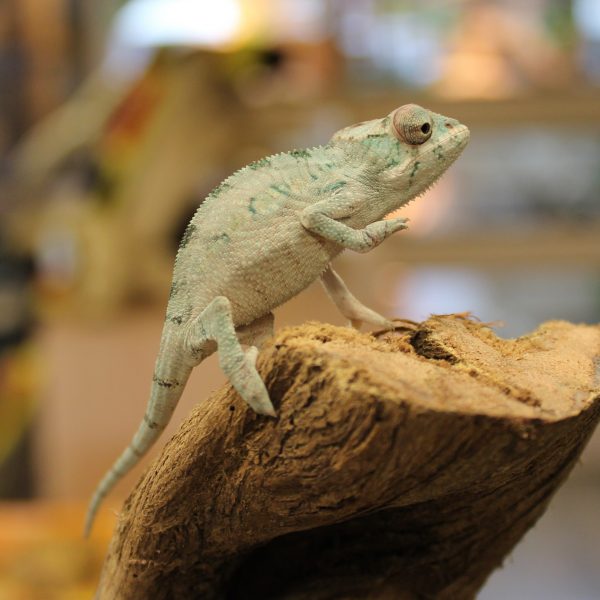 Baby-Ambilobe-Panther-Chameleon-e1463738859178-1