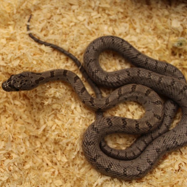 Bairds Rat Snake - Pantherophis bairdi