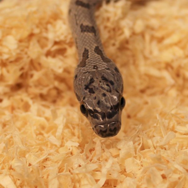 Bairds-Rat-Snake-2-e1478008394618