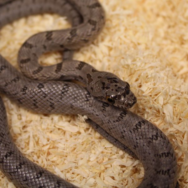 Bairds-Rat-Snake-e1478008365157