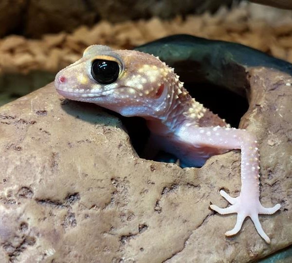 Australian Barking Gecko Nephrurus milii