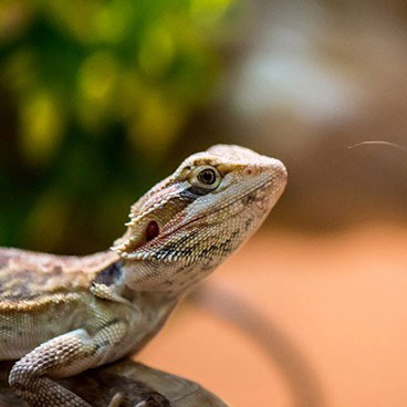 Bearded Dragon - Pogona Vitticeps