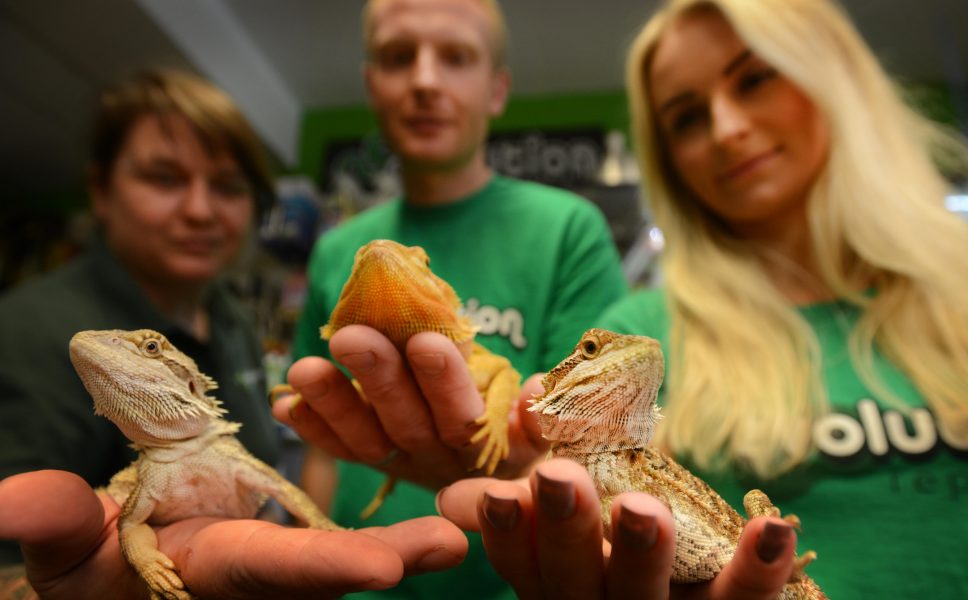 Bearded_Dragons063a-e1481364718818-2