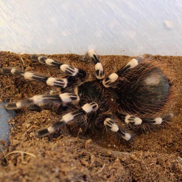 Giant White Knee - Acanthoscurria geniculata