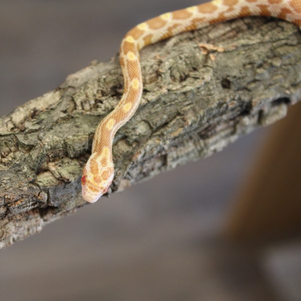 Butter-Corn-Snake-e1456242240727-1