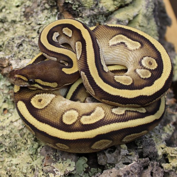 Calico Mojave Royal Python – Python regius