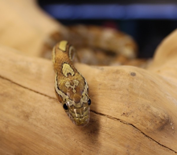 Caramel corn snake