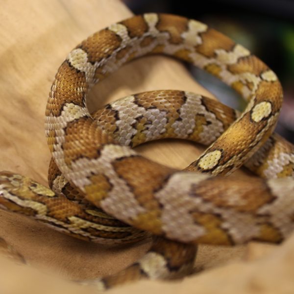 Caramel corn snake for sale