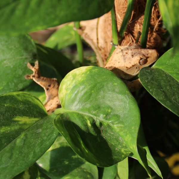 Crested Geckos - Correlophus ciliatus