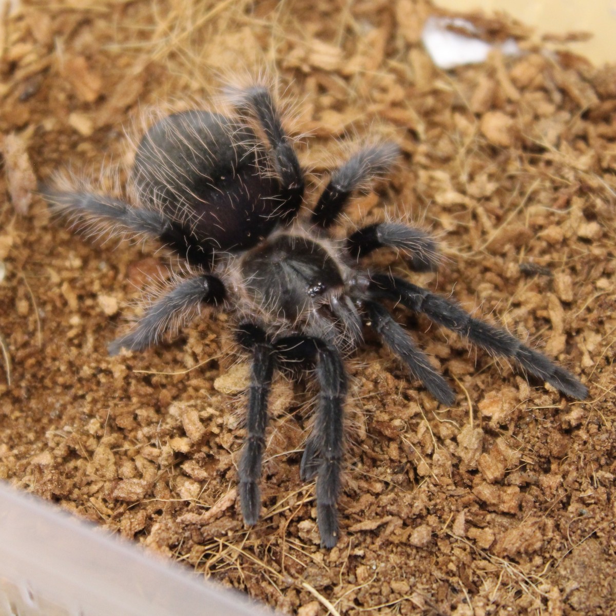 Tarantulas For Sale Buy Instore Evolution Reptiles