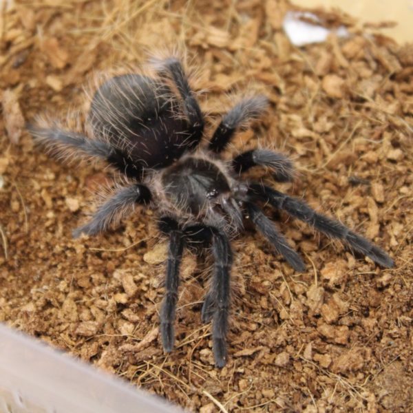 Juvenile Curly Hair Tarantula Brachypelma albopilosum