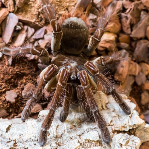 Goliath Bird Eater - Theraphosa stirmi